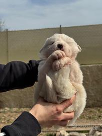 Cuccioli Pastori maremmano abbruzzese