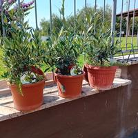 OLIVI BONSAI VIVAIO DEL GARDA 