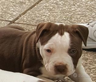 Pitbull maschio
