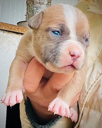 Cuccioli di pitbull