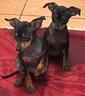 pinscher-toy