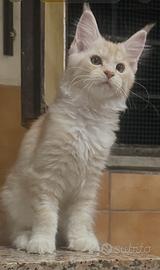 Cuccioli di Maine Coon con pedigree