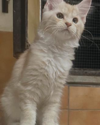 Cuccioli di Maine Coon con pedigree