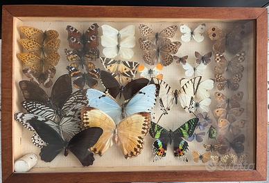 Collezione di farfalle