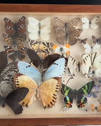 Collezione di farfalle