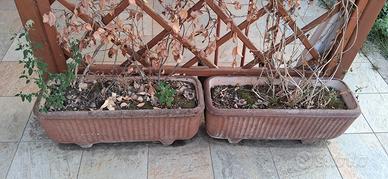 Vasi con piante rampicanti 
