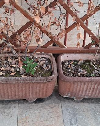 Vasi con piante rampicanti 