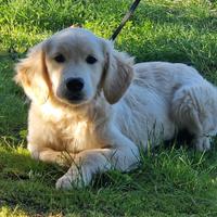 Cuccioli di Golden Retriever