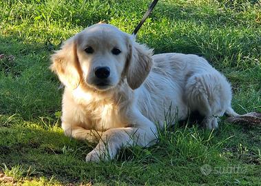 Cuccioli di Golden Retriever