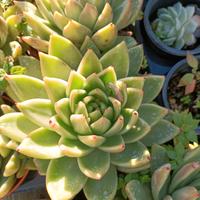 Pianta di echeveria miranda in vaso 12