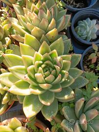 Pianta di echeveria miranda in vaso 12