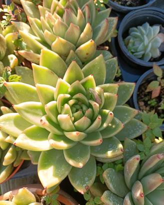 Pianta di echeveria miranda in vaso 12