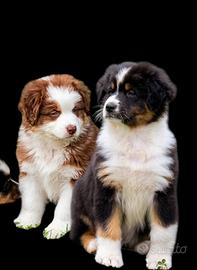 Pastore Ausralian Australian Shepherd Maschii