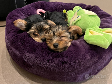 Cuccioli Yorkshire taglia mini