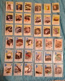 Carte da collezione animali