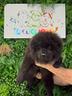 cuccioli-di-chow-chow-crema-e-nero-femmine