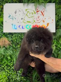 Cuccioli di chow chow crema e nero femmine