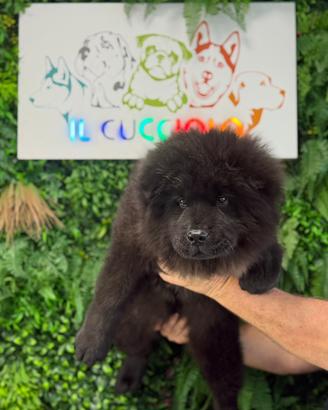 Cuccioli di chow chow crema e nero femmine