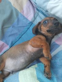 cucciolo di bassotto keninken entrambi i genitori 