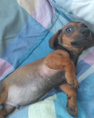 cucciolo di bassotto keninken entrambi i genitori 
