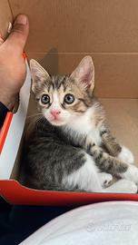 Gattina di quasi 3 mesi