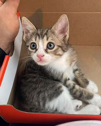 Gattina di quasi 3 mesi