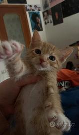 Gattina due mesi