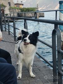 Simil border collie maschio per accoppiamento