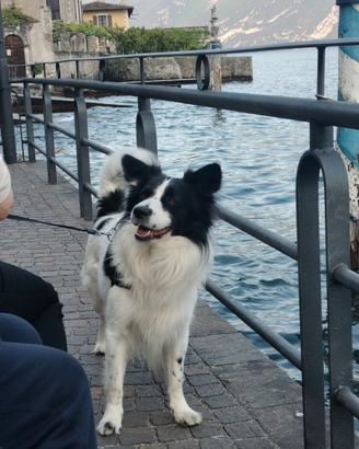 Simil border collie maschio per accoppiamento
