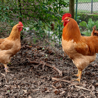 Polli ornamentali Robusta Lionata
