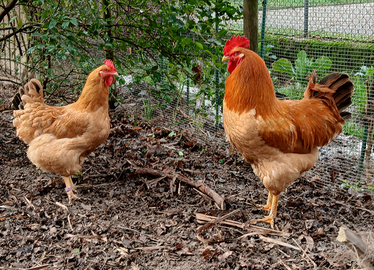 Polli ornamentali Robusta Lionata