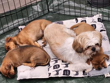 Cucciolo maschio incrocio shitzu pincher