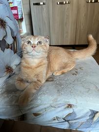 Scottish fold e scottish straight