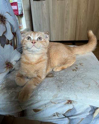 Scottish fold e scottish straight