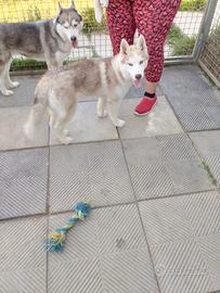 Cucciolo Siberian Hushy