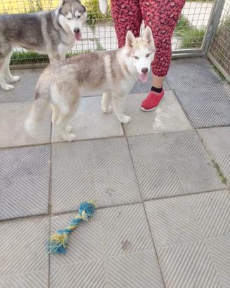 Cucciolo Siberian Hushy