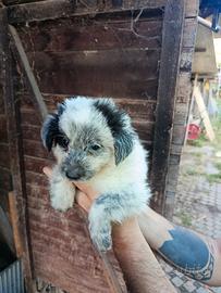 Cucciole mix Border collie e maremmana
