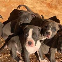 Amstaff blu pedigree enci