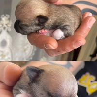 Cane chihuahua
