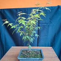 Acero katsura bonsai