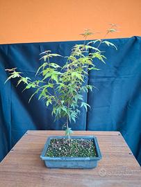 Acero katsura bonsai