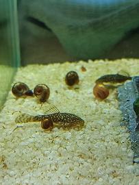 Lumache per laghetto o acquario