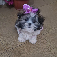 Shitzu,femmina di 4 mesi. Razza pura