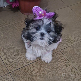 Shitzu,femmina di 4 mesi. Razza pura