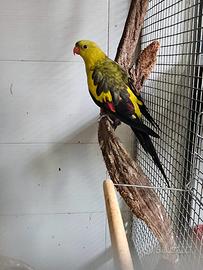 Parrochetto coda nera