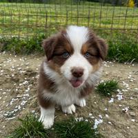 Cucciolo pastore australiano