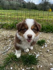 Cucciolo pastore australiano