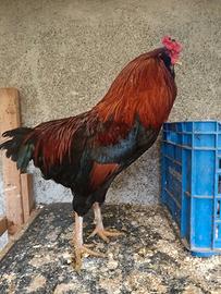 Gallo Olive Egger F1