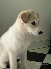 Cucciola di Pastore maremmano