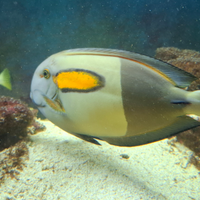 Pesci tropicali marino